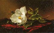 Magnolia f Martin Johnson Heade